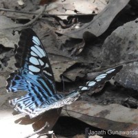 Parthenos sylvia Moore, 1877